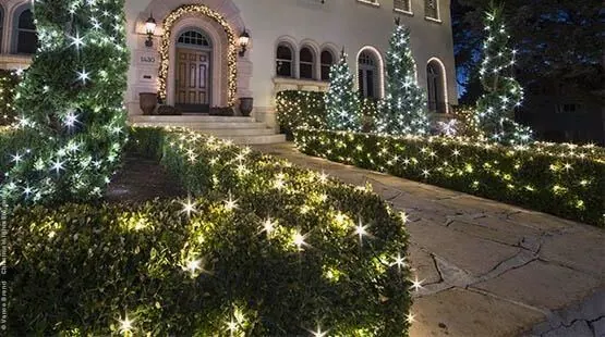 Hedges and bushes lit with warm white lights