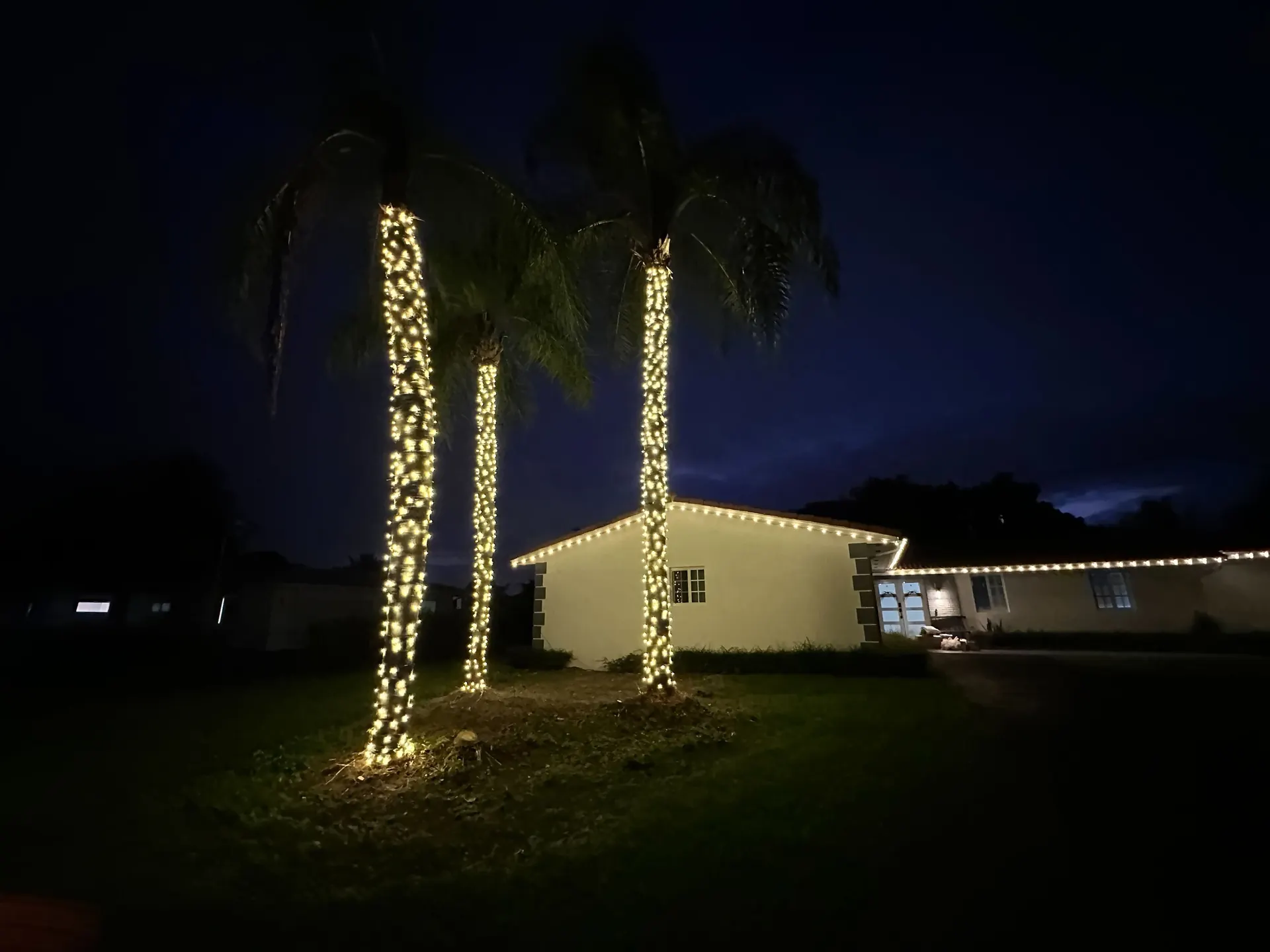 Roofline and palms lit